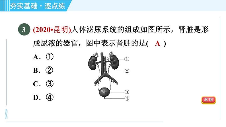 浙教版九年级上册科学 第4章 4.5.2泌尿系统与水盐平衡 习题课件05