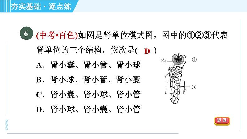 浙教版九年级上册科学 第4章 4.5.2泌尿系统与水盐平衡 习题课件08