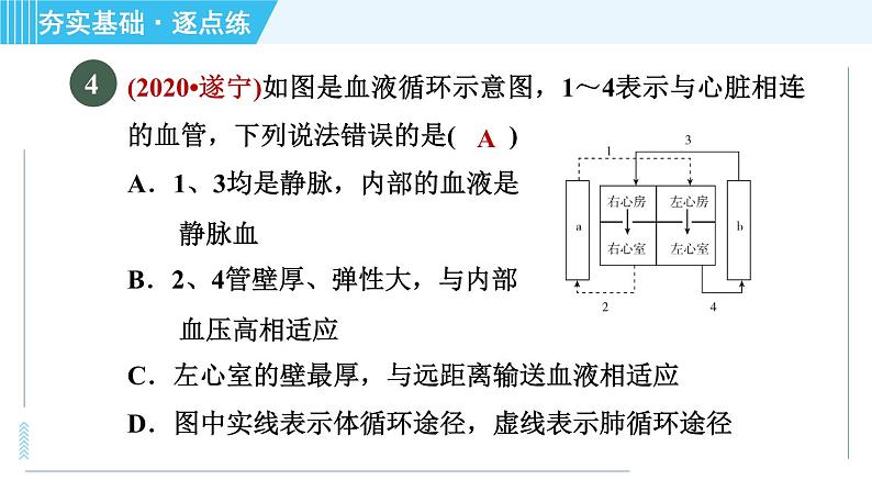 浙教版九年级上册科学 第4章 4.3.3血液循环 习题课件07