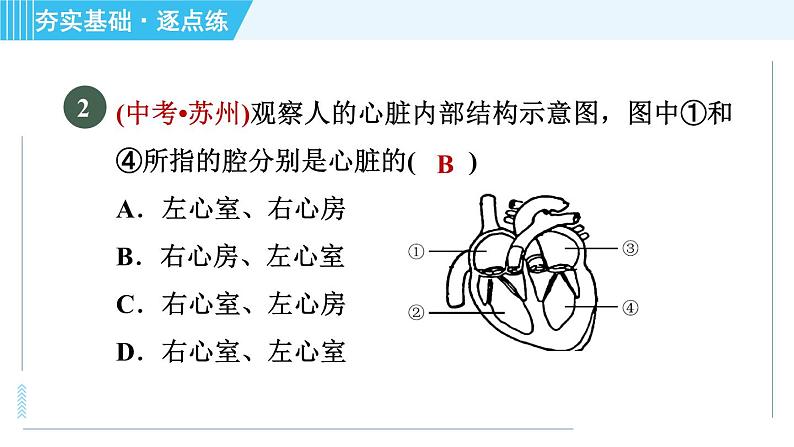 浙教版九年级上册科学 第4章 4.3.2心脏和血管 习题课件04