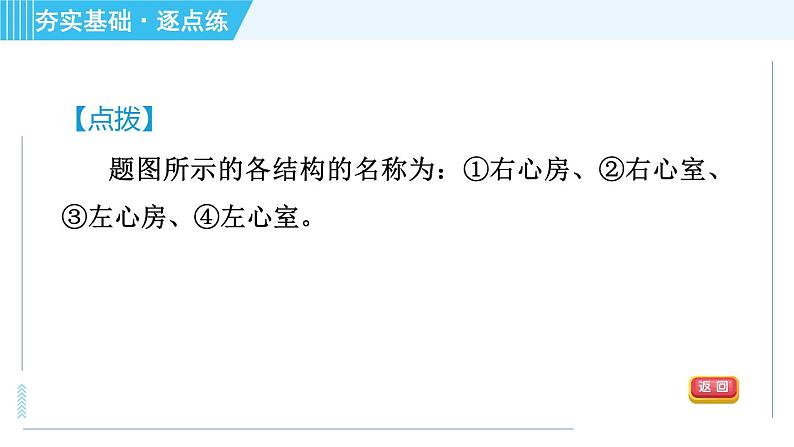 浙教版九年级上册科学 第4章 4.3.2心脏和血管 习题课件05