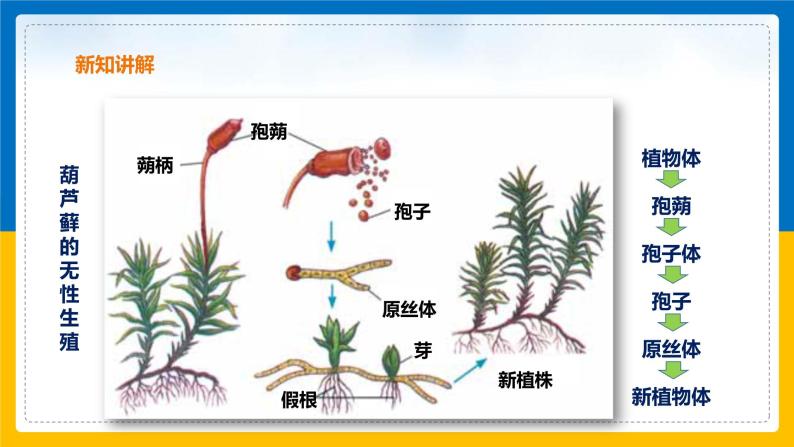 1.5 植物生殖方式的多样性（第2课时）（课件+教案+学案+练习）07