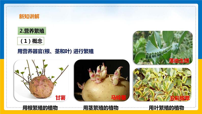 1.5 植物生殖方式的多样性（第2课时）（课件+教案+学案+练习）08