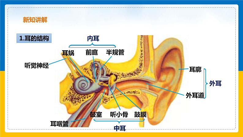2.3 耳和听觉（第1课时）（课件+教案+学案+练习）04
