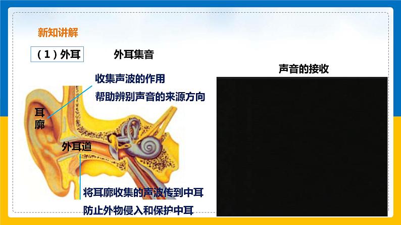 2.3 耳和听觉（第1课时）（课件+教案+学案+练习）05