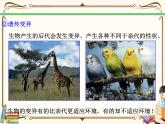 浙教版九年級(jí)下冊(cè)第1章演化的自然—— 第4節(jié)  生物的進(jìn)化（第2課時(shí)）課件PPT