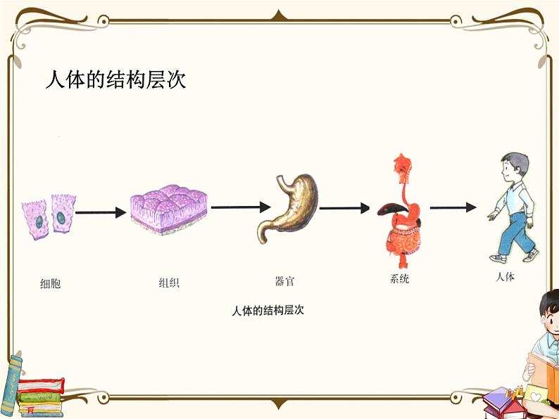 浙教版九年级下册 第3章 人的健康——第5节  人的运动系统和保健课件PPT第3页