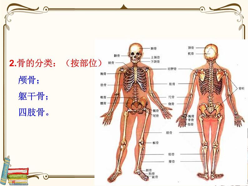 浙教版九年级下册 第3章 人的健康——第5节  人的运动系统和保健课件PPT第8页