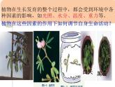 3.1-植物生命活动的调节(两课时)课件PPT