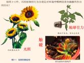 3.1-植物生命活动的调节(两课时)课件PPT