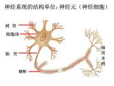 3.3神经调节公开课课件PPT