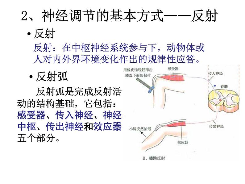 3.3神经调节公开课课件PPT07