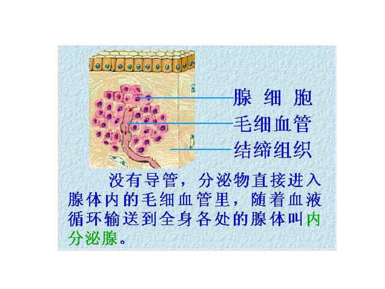 3.2人体的激素调节浙教版-ppt课件第5页