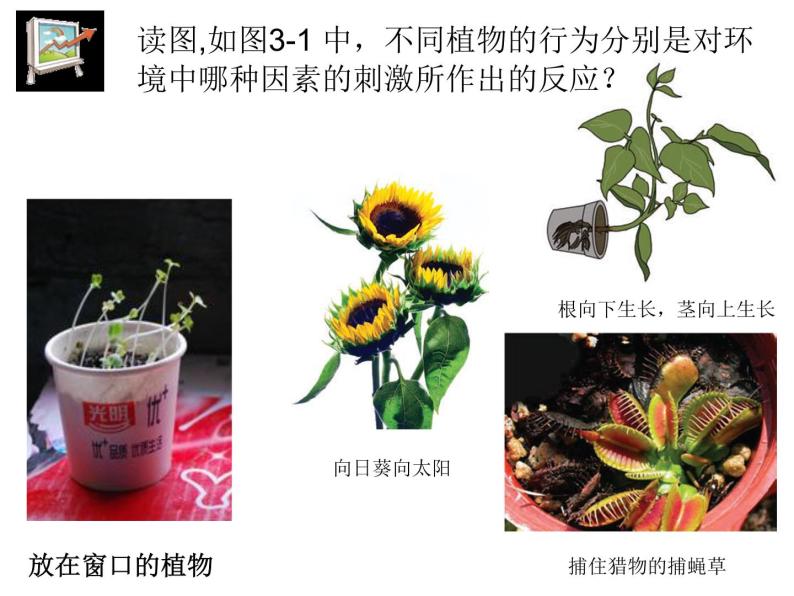 3.1 植物生命活动的调节—浙教版八年级科学上册课件03