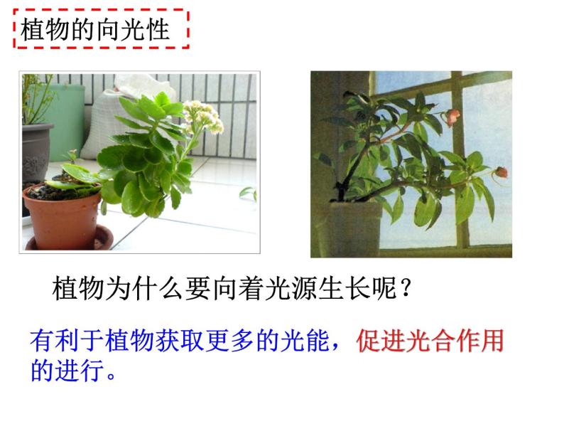3.1 植物生命活动的调节—浙教版八年级科学上册课件06