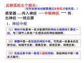 3.4动物的行为—浙教版八年级科学上册课件