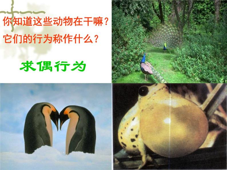 3.4动物的行为—浙教版八年级科学上册课件04