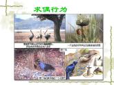 3.4动物的行为—浙教版八年级科学上册课件