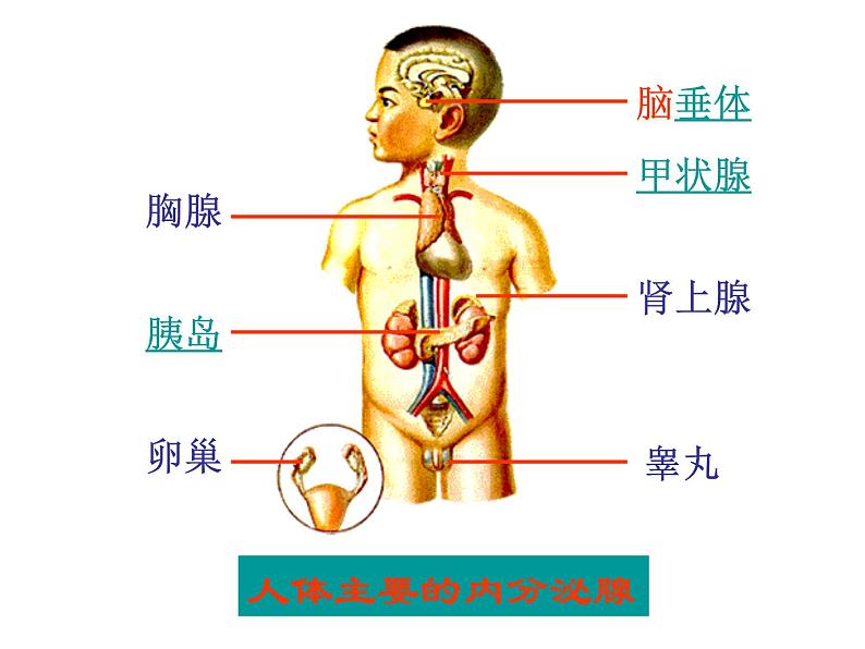 3.2  人体激素的调节—浙教版八年级科学上册课件第5页