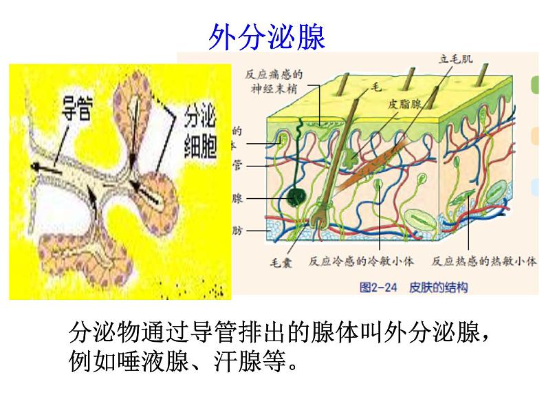 3.2  人体激素的调节—浙教版八年级科学上册课件第6页