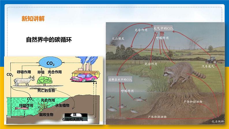 4.3 低碳生活（课件+教案+学案+练习）05