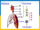 3.5《生物的呼吸和呼吸作用 第1课时》（课件+教案+学案+练习）