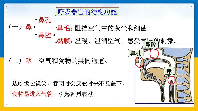 3.5《生物的呼吸和呼吸作用 第1课时》（课件+教案+学案+练习）06