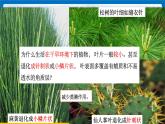 4.5《植物的叶与蒸腾作用》（课件+教案+学案+练习）