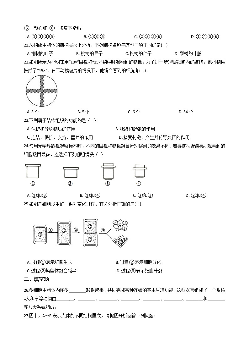 初中科学华师大生物的结构层次同步练习第3页