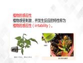 3.1 植物生命活动的调节-八年级科学上册  同步教学课件+练习(浙教版)