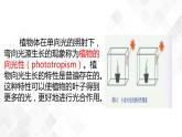 3.1 植物生命活动的调节-八年级科学上册  同步教学课件+练习(浙教版)