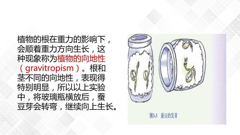 3.1 植物生命活动的调节-八年级科学上册  同步教学课件+练习(浙教版)06