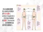 3.2 人体的激素调节-八年级科学上册  同步教学课件+练习(浙教版)