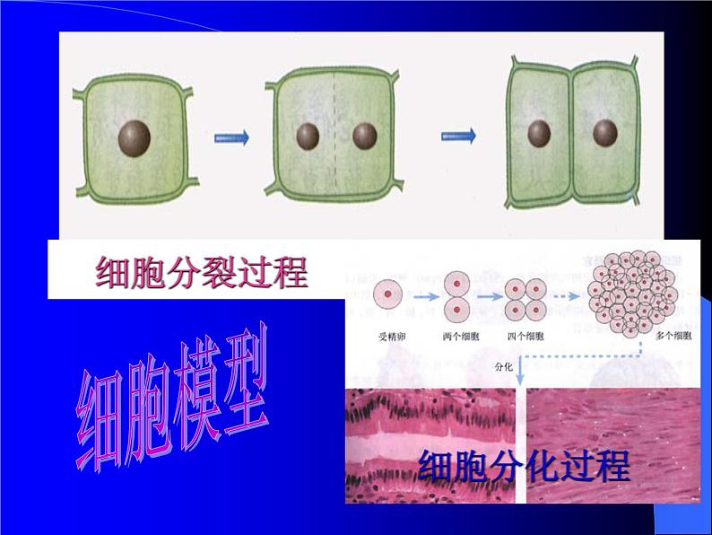 【浙教版】科学八下：2.1《模型、符号的建立与作用》ppt课件（1）第4页