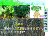 【浙教版】科学八下：4.1《土壤的成分》ppt课件（1）