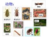【浙教版】科学八下：4.1《土壤的成分》ppt课件（1）