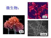 【浙教版】科学八下：4.1《土壤的成分》ppt课件（1）