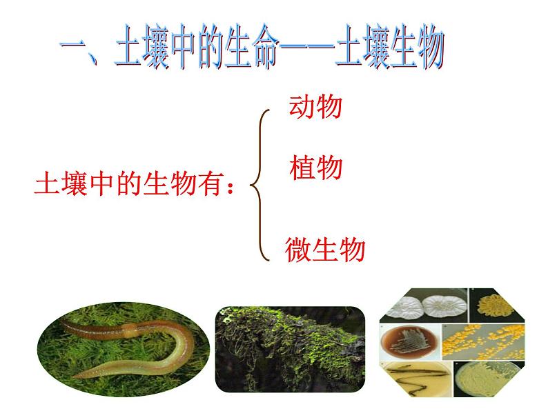 【浙教版】科学八下：4.1《土壤的成分》ppt课件（1）第6页