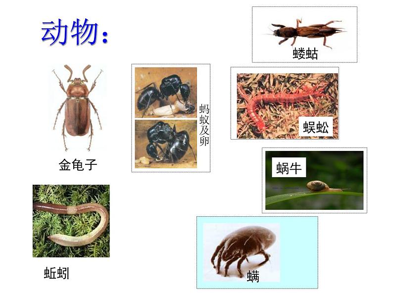 【浙教版】科学八下：4.1《土壤的成分》ppt课件（3）05