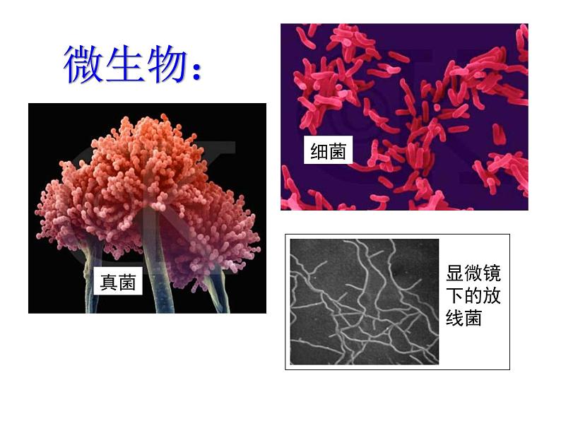 【浙教版】科学八下：4.1《土壤的成分》ppt课件（3）06