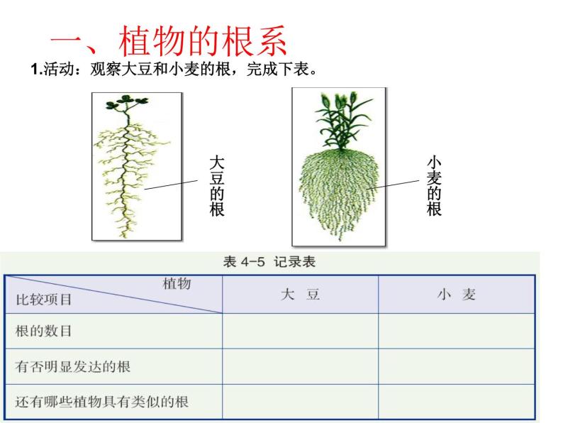 【浙教版】科学八下：4.3《植物的根与物质吸收》ppt教学课件03