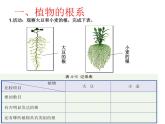 【浙教版】科学八下：4.3《植物的根与物质吸收》ppt教学课件