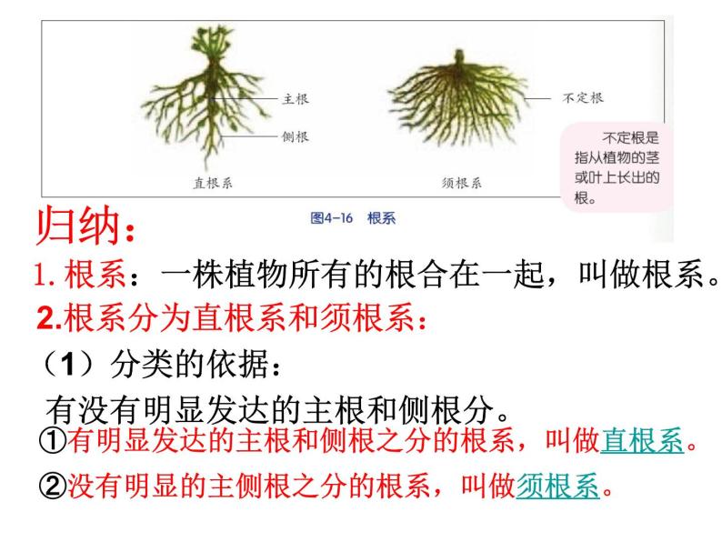 【浙教版】科学八下：4.3《植物的根与物质吸收》ppt教学课件04