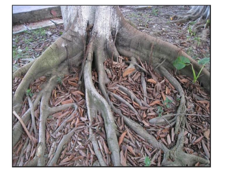 【浙教版】科学八下：4.3《植物的根与物质吸收》ppt教学课件06
