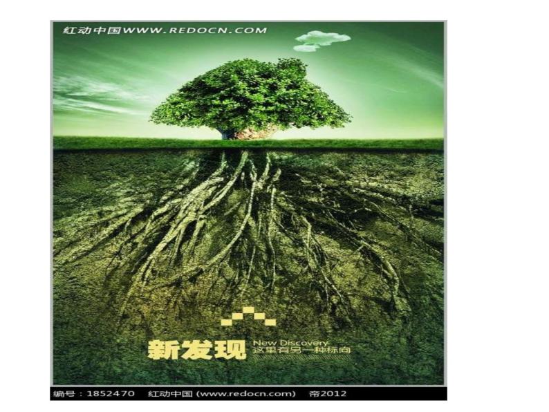 【浙教版】科学八下：4.3《植物的根与物质吸收》ppt教学课件08
