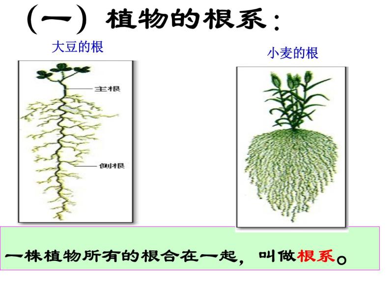 【浙教版】科学八下：4.3《植物的根与物质吸收》ppt课件（1）03