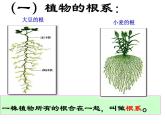 【浙教版】科学八下：4.3《植物的根与物质吸收》ppt课件（1）