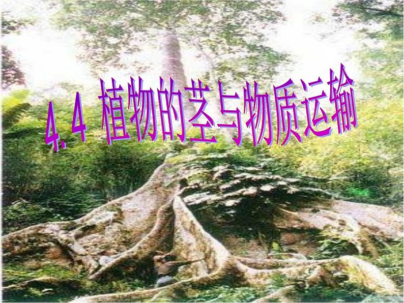 【浙教版】科学八下：4.4《植物的茎与物质运输》ppt教学课件01