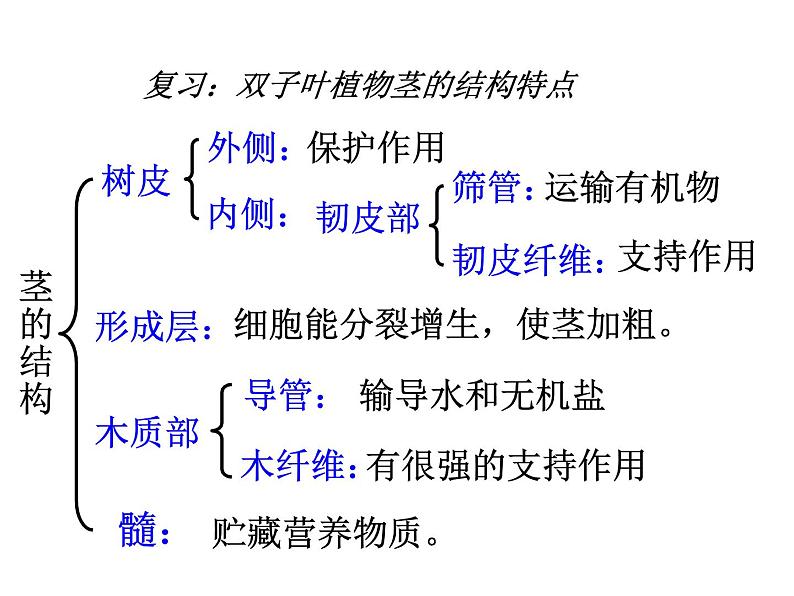 【浙教版】科学八下：4.4《植物的茎与物质运输》ppt教学课件02