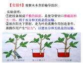 【浙教版】科学八下：4.4《植物的茎与物质运输》ppt教学课件